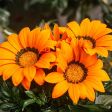 African Daisy Seeds (Dimorphotheca sinuata) for a homegrown harvest from the home garden beds