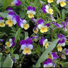 Viola – Johnny Jump-Up Seeds (Viola tricolor) for colorful blooms in the Garden