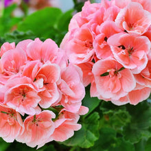 Light Salmon Geranium Seeds (Pelargonium x hortorum) prized for indoor planting