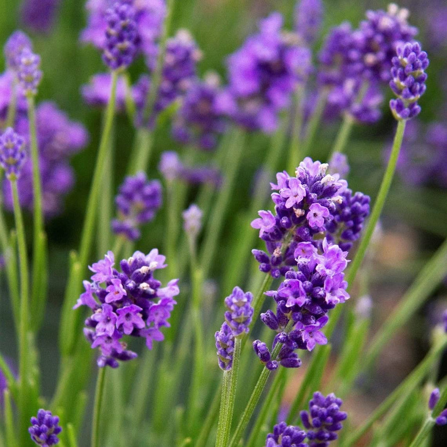 English Lavender Lavandula angustifolia herb seeds for indoor pots and kitchen gardens - for planting in home garden