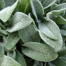 Lamb's Ear Stachys byzantina for planting in flower bed