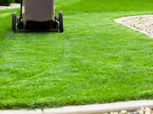 Kentucky Bluegrass Seeds valued for lawn