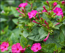 Four O'Clock Seeds known for colorful Afternoon Blooming