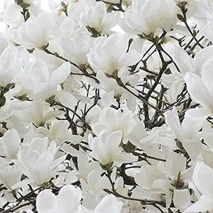 Yulan Magnolia Flower Tree Seeds