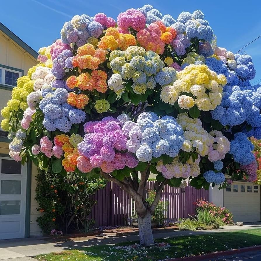 Hydrangea Hell Bi-Color Mix Seeds