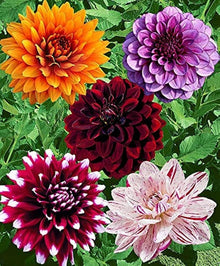 Dahlia Miniature Mixed Colors Easy-Grow Seeds for gardeners building out beds and borders