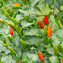 Wild Sky Pepper Seeds for home growers seeking a reliable harvest