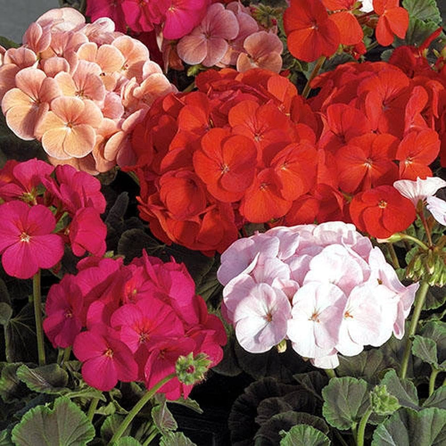 Geranium Pelargonium hortorum flower seeds for planting in home garden and balcony pots - for planting in home garden