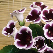 Gloxinia Sinningia Potted Plant Seeds