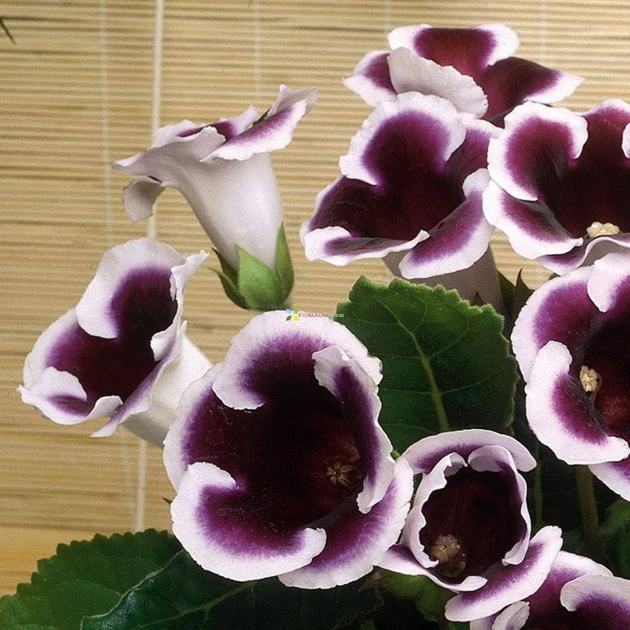 Gloxinia Sinningia Potted Plant Seeds
