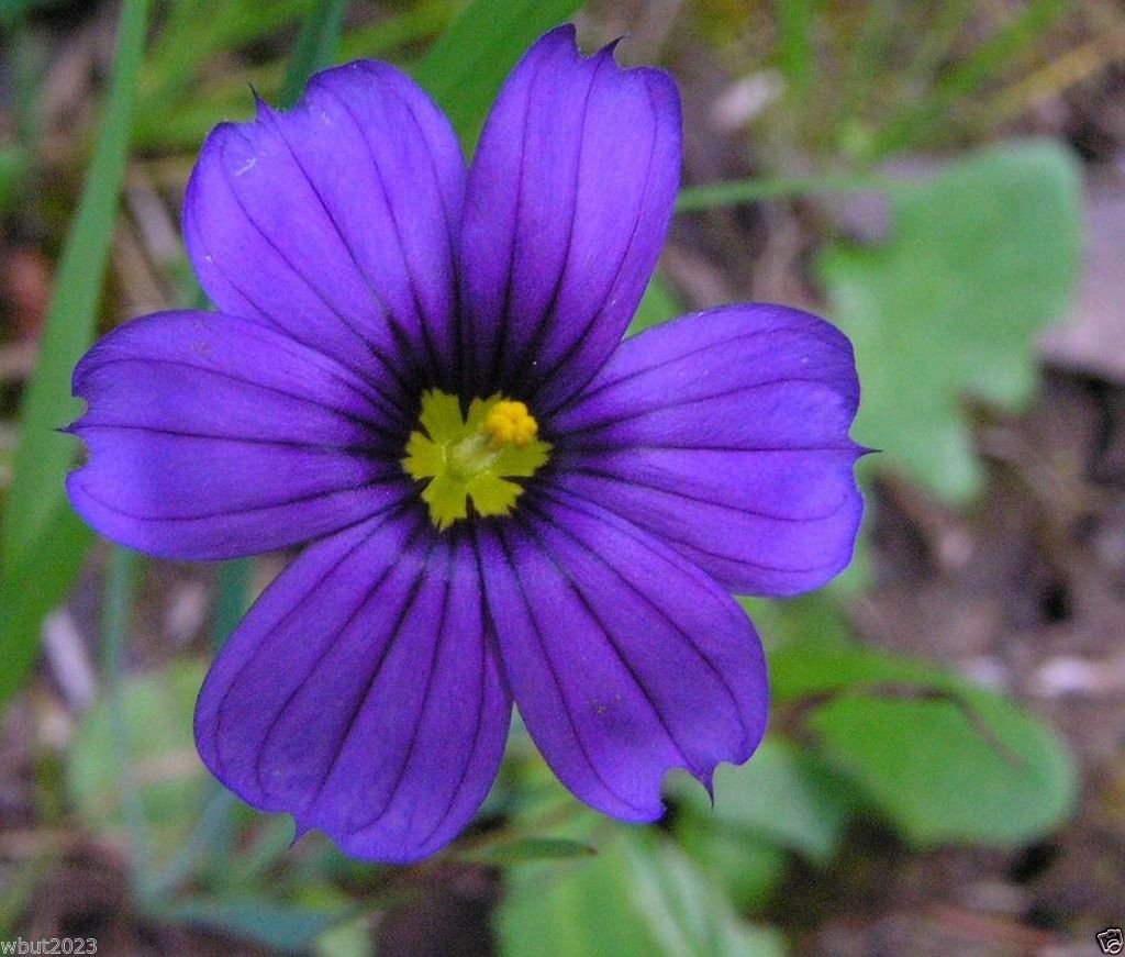 Sisyrinchium Bellum Flower Seeds for planting in flower bed