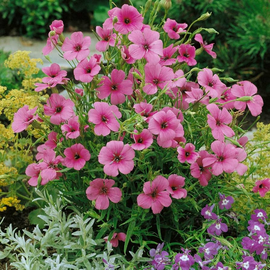Viscaria Blauer Engel Plant - for planting in home garden