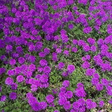 Verbena Verbena Tenuisecta Moss Ground Cover Seeds valued for lawn Edges