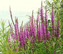 Purple Loosestrife Seeds (Lythrum salicaria) for seasonal color across the Pollinator-Friendly Wetland Gardens