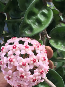 Hoya Carnosa Seeds for a bright addition to the Indoor Hanging Pots