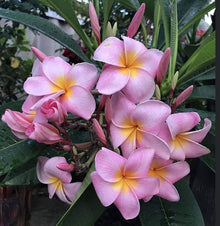 Plumeria Plumeria Rubra Frangipani Hawaiian Lei Seeds for colorful blooms in the Indoor Outdoor Gardens