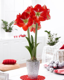 Hellgelb Amaryllis Seeds grown for stunning, Large Flowers in a Variety of Colors
