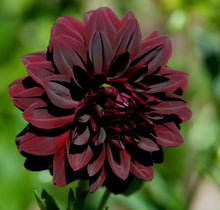 Black Dahlia Seeds (Dahlia variabilis) for colorful blooms in the home garden and dramatic floral displays