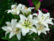 Lily Lilium Hybrida Seeds for colorful blooms in the Home Garden Seasonal Blooms