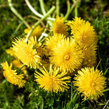 Dandelion Seeds (Taraxacum officinale) for growers filling out the Flower Bed & Garden