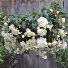 Begonia Tuberous Non Stop white flower seeds for vibrant shaded containers