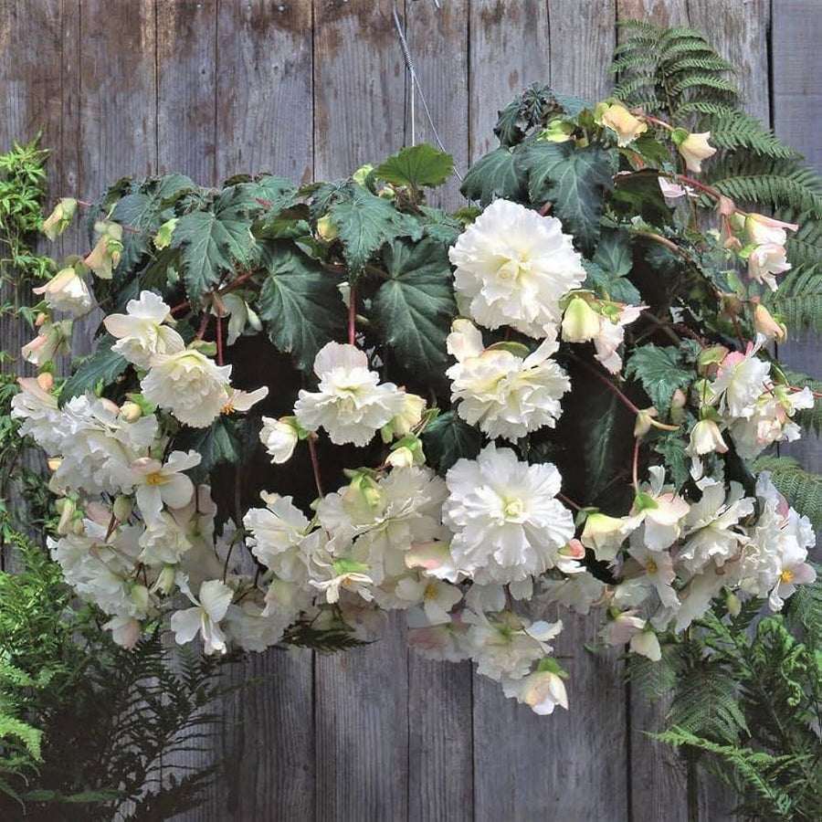 Begonia Tuberous Non Stop white flower seeds for vibrant shaded containers
