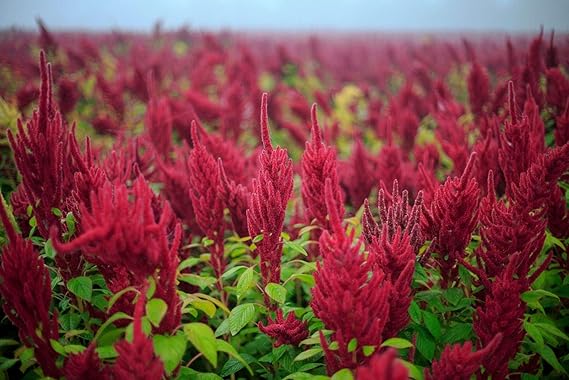 Amaranth Landscaping for planting in home garden.