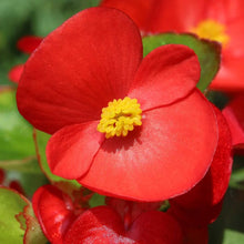 Cocktail Series Begonia ��������� Begonia semperflorens ��������� for planting in flower borders