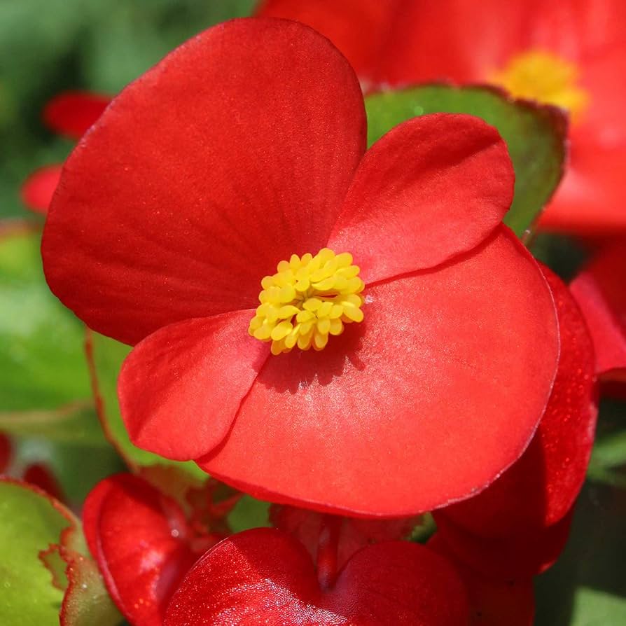 Cocktail Series Begonia ��������� Begonia semperflorens ��������� for planting in flower borders