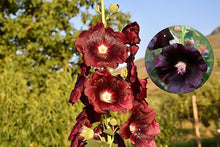 Mixed Hollyhock Seeds (Alcea spp.) for growers filling out the Flower Bed