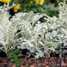 Dusty Miller Cineraria Maritima Silverdust Seeds for seasonal color across the Garden Containers