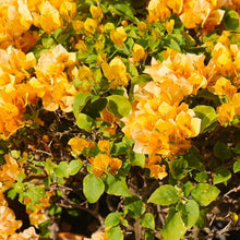 Bougainvillea Mixed Color Seeds for reliable seasonal color