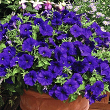 Azalea Godetia Double Mix Clarkia Amoena Seeds for a bright addition to the Home Borders