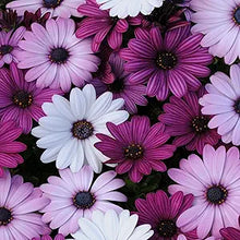 African Daisy Osteospermum Seeds for growers filling out the Flower Urban Gardens