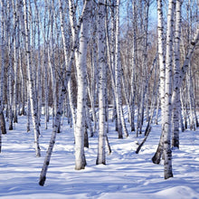 Japanese White Birch Seeds (Betula platyphylla) for a lasting addition to the landscape