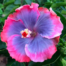 Mixed Color Hibiscus Seeds (Hibiscus spp.) for a bright addition to the Flower Garden