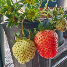 Super Large Strawberry Seeds grown for giant, Sweet Berries