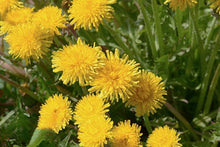 Dandelion Seeds (Taraxacum officinale) for growers filling out the Flower Bed & Garden