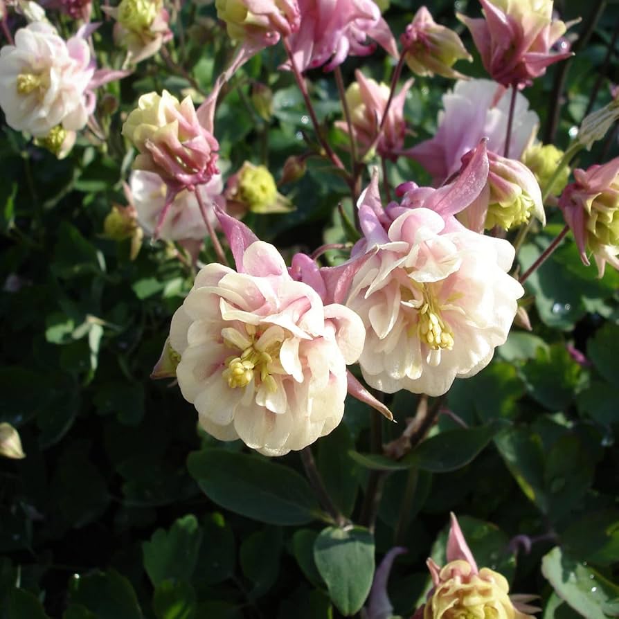 Aquilegia Winky Double Columbine for planting