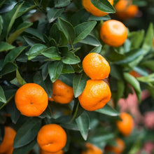 Orange Seeds for growers planting the Citrus garden fruit patch