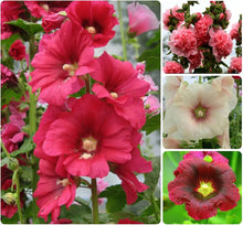 Hollyhock Alcea Rosea Mixed Seeds for a lasting display in the Cottage Garden Tall Flower Beds