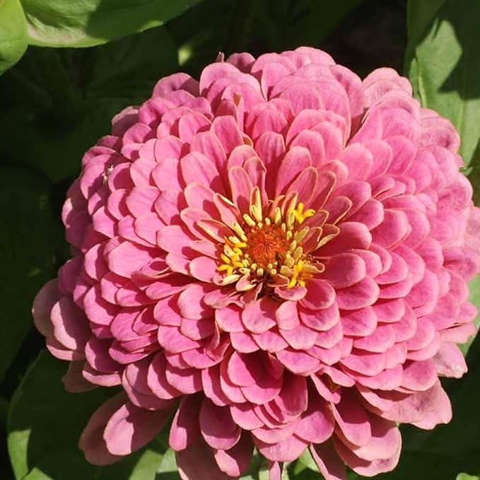 Zinnia "Luminosa" Giant Bright Pink Flower - for planting in home garden