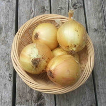 Ailsa Craig Onion Seeds (Allium cepa) for productive rows in the Vegetable Patch