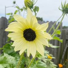 Plant Seeds (Moonwalker sunflower) for seasonal color across the backyard garden or sunny pots