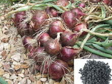 Winter Onion Red Herb Seeds for a productive addition to the vegetable patch