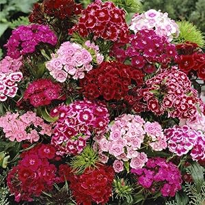 Dianthus Barbatus Dianthus barbatus for planting in flower bed