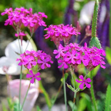Catchfly Seeds for growers seeking a long-blooming display
