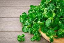 Lamb's Lettuce Verte de Cambrai Seeds for a productive addition to the vegetable patch