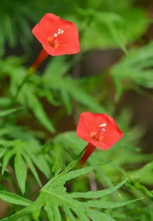 Cardinal Climber Ipomoea Seeds for fast cover along a fence or wall