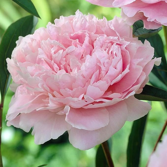 Pink peony flower seeds for bonsai and potted planting